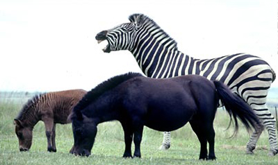 Giống ngựa lai tạo